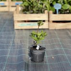 Azalka veľkokvetá (Azalea Mollis) ´YELOW POM POM - výška 30-50 cm, kont. C1L